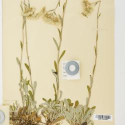 Antennaria howellii