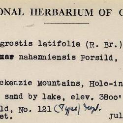Arctagrostis latifolia