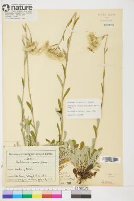 Antennaria howellii