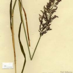 Arctagrostis latifolia
