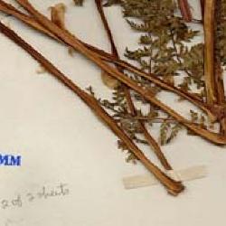 Athyrium americanum