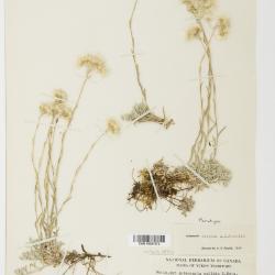 Antennaria rosea