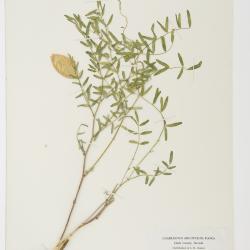 Astragalus aequalis