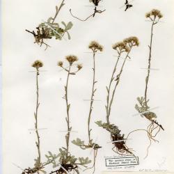 Antennaria media
