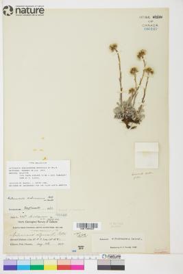 Antennaria alpina