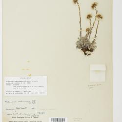 Antennaria alpina
