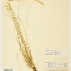Aristida L.