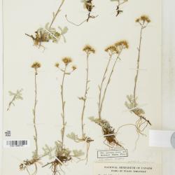 Antennaria media