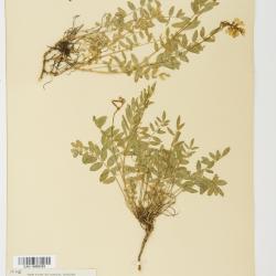 Astragalus L.
