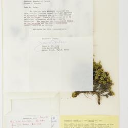 Artemisia woodii