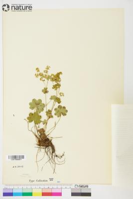 Alchemilla L.