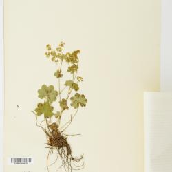 Alchemilla L.
