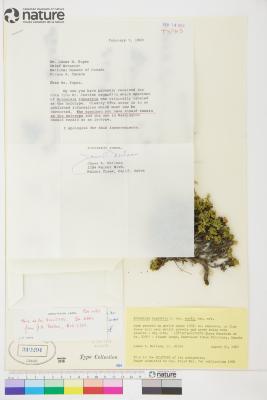 Artemisia woodii