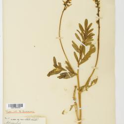 Astragalus williamsii