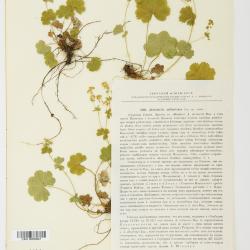 Alchemilla L.
