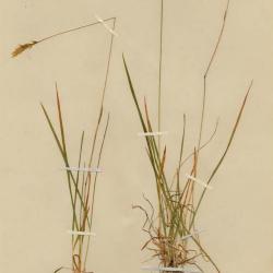 Anthoxanthum nipponicum
