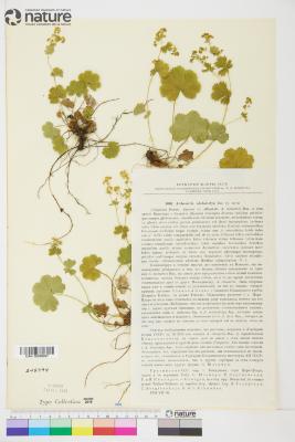 Alchemilla L.