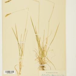 Anthoxanthum nipponicum