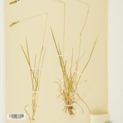 Anthoxanthum nipponicum