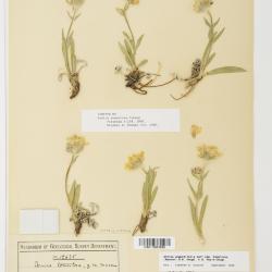 Arnica angustifolia
