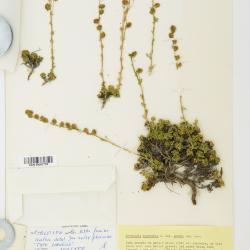 Artemisia woodii