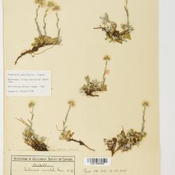 Antennaria rosea