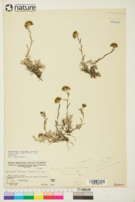Antennaria alpina