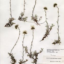 Antennaria media