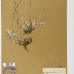 Antennaria howellii