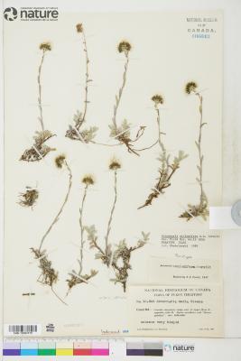 Antennaria media
