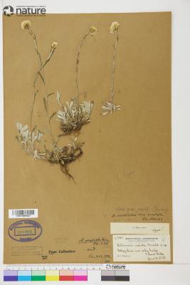 Antennaria howellii
