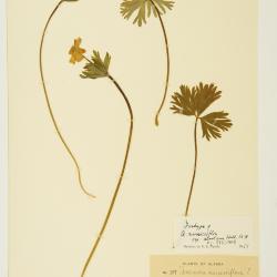 Anemonastrum narcissiflorum