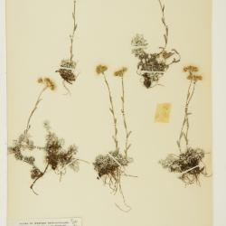 Antennaria alpina