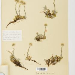 Antennaria rosea