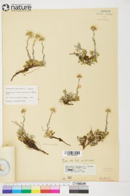 Antennaria rosea