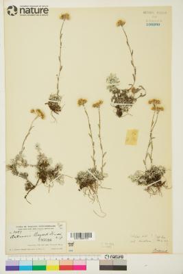Antennaria alpina