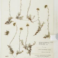Antennaria media