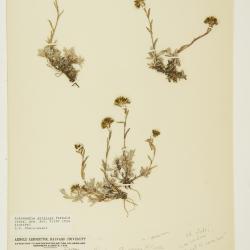 Antennaria alpina