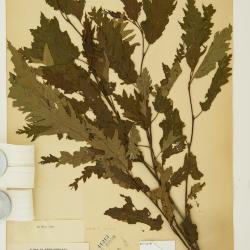 Alnus incana