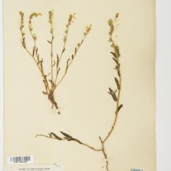 Amsinckia Lehm.