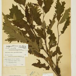 Alnus incana