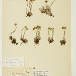 Antennaria monocephala