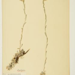 Antennaria microphylla