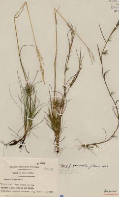 Agrostis canina