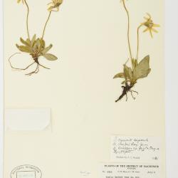Arnica griscomii