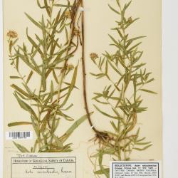Aster L.