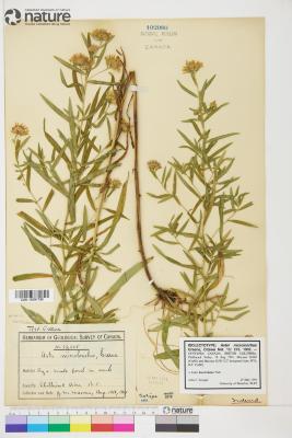 Aster L.