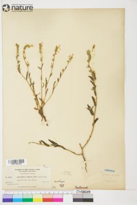 Amsinckia Lehm.