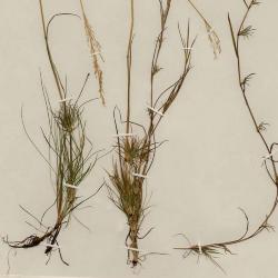 Agrostis canina