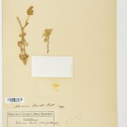 Artemisia kruhsiana